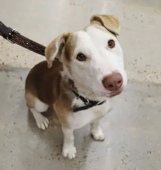 Tucker