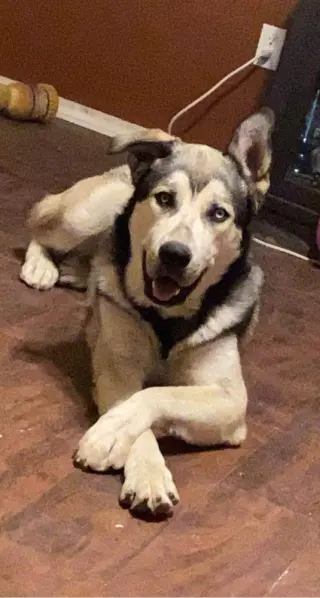 Kazu