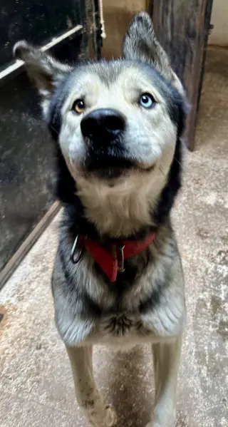 Kazu