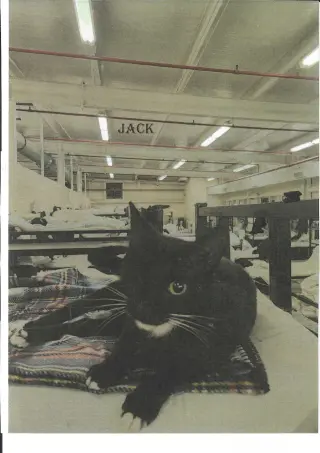 Jack