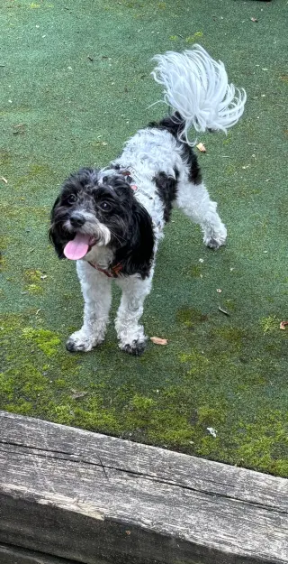 HOLLY (COURTESY POST)
