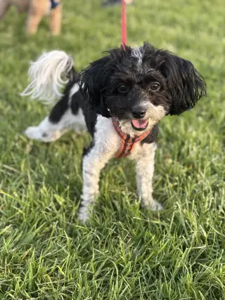 HOLLY (COURTESY POST)