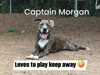 Captain Morgan