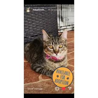 Mia