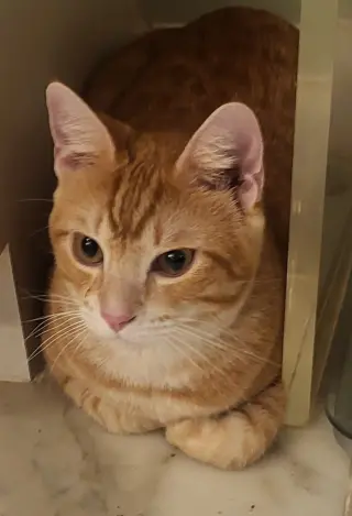 Teddy