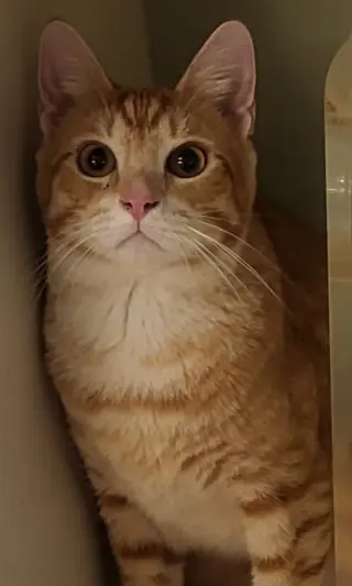 Teddy