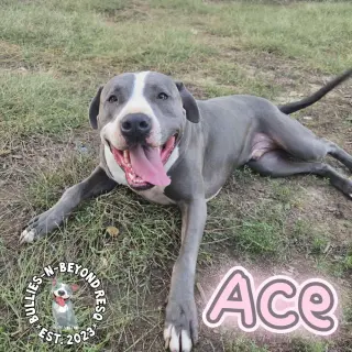 Ace