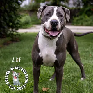Ace