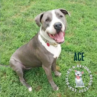 Ace