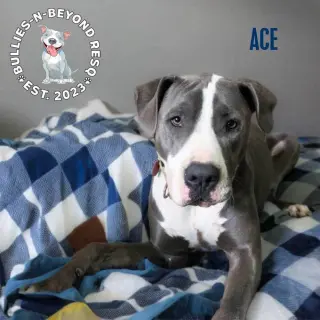 Ace
