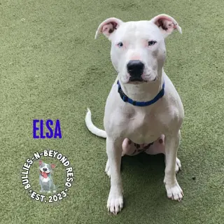 Elsa