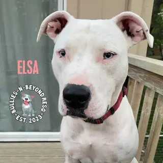 Elsa