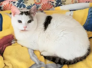 Abigail