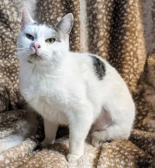 Abigail
