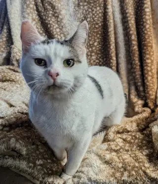 Abigail