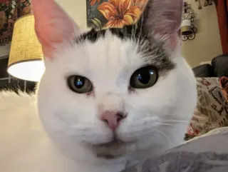 Abigail