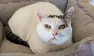 Abigail
