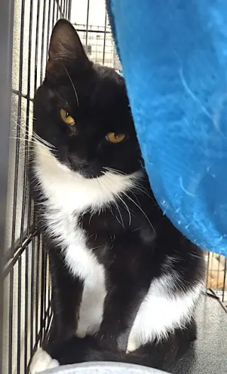 Ziggy