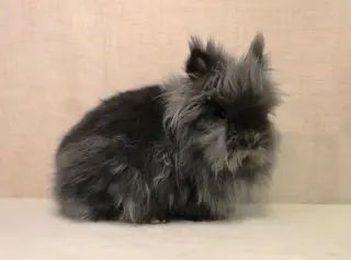 Bernadette