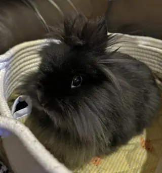 Bernadette
