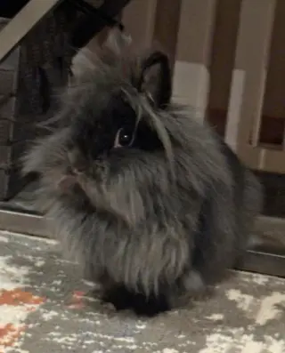 Bernadette