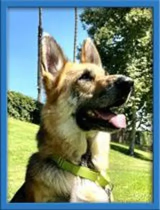 Rex