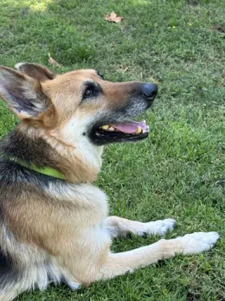 Rex