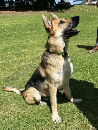 Rex