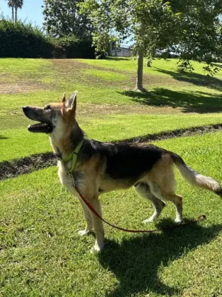 Rex