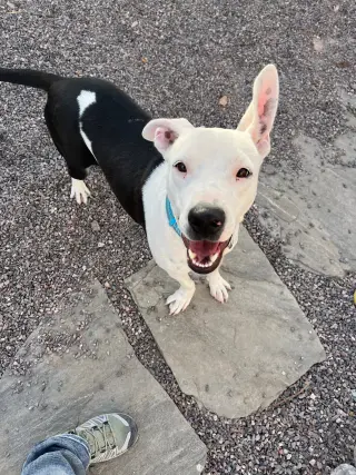 Simon