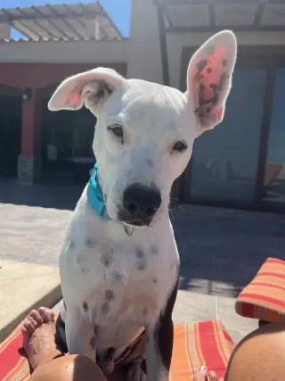 Simon