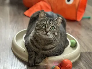 Mindy - Sponsored by Alice