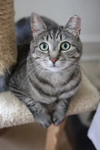 Mindy - Sponsored by Alice