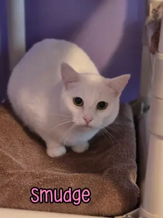 Smudge