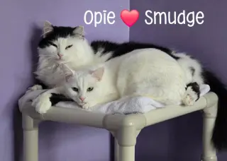 Smudge