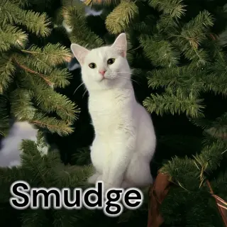Smudge