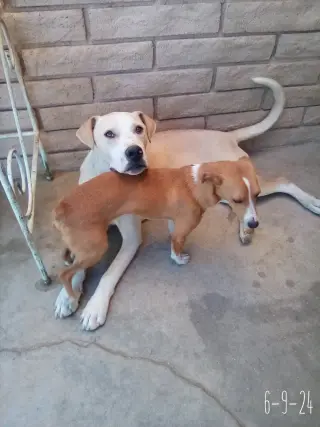 Jingles-his BFF is Baby Girl