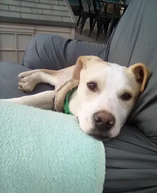 Jingles-his BFF is Baby Girl