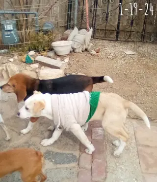 Jingles-his BFF is Baby Girl