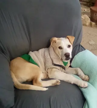 Jingles-his BFF is Baby Girl