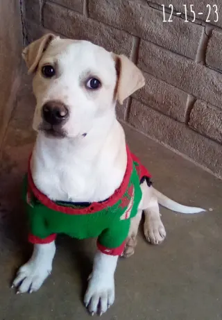 Jingles-his BFF is Baby Girl