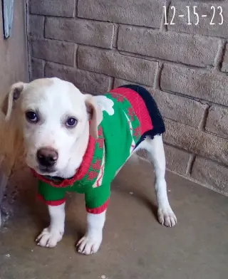 Jingles-his BFF is Baby Girl