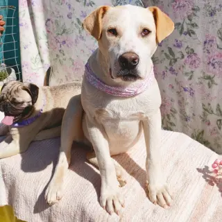 Jingles-his BFF is Baby Girl