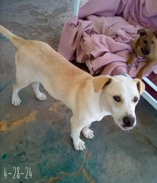 Jingles-his BFF is Baby Girl