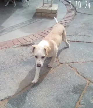 Jingles-his BFF is Baby Girl