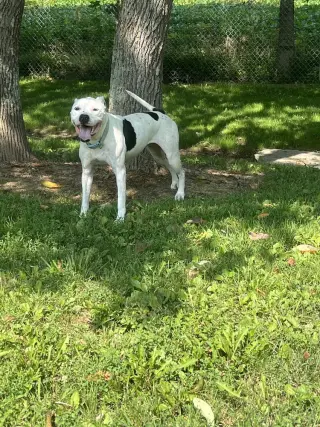 Maisy