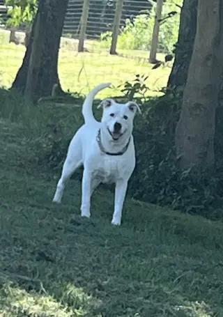 Ghost