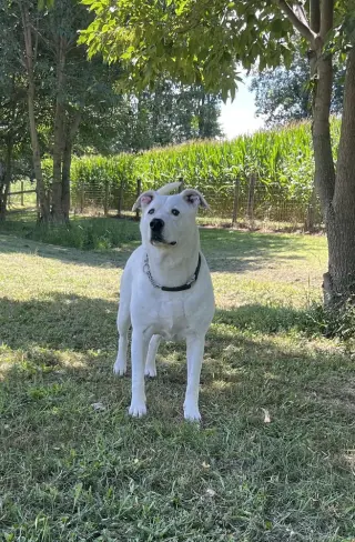 Ghost