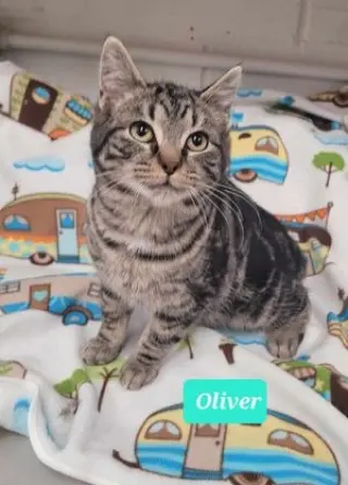 Oliver