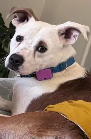 TEDDY - Soft as a Teddy Bear